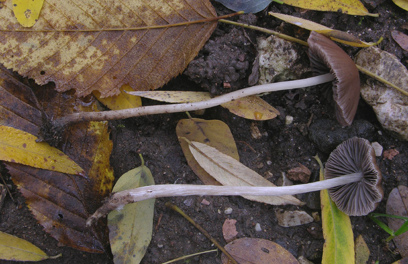 Da determinare n�5.